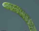 &nbsp;

Fot. 6. Vaucheria litorea
(http://chloroplast.ocean.washington.edu/book/export/html/596 dostęp 22.11.2013
r.)

